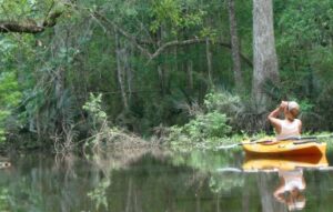 forested wetland kayak 255304 edited