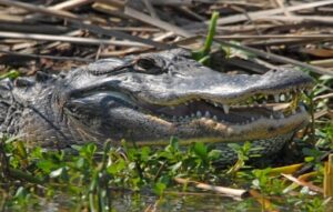 mar25 tour gator4 955095 edited